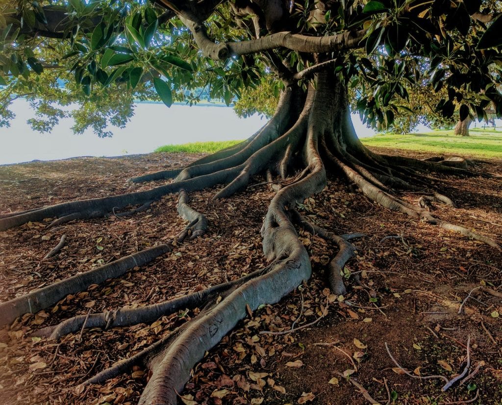 A tree with sprawling roots sits beside a river.